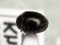 Scymnus rubromaculatus