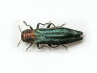 Agrilus (Agrilus) viridis viridis