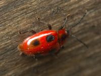 Endomychus coccineus