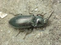 Selatosomus gravidus