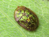 Cassida (Lordiconia) canaliculata