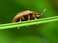 Hypocassida subferruginea