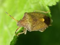 Peribalus strictus vernalis