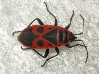 Pyrrhocoris apterus