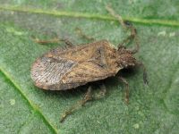 Bathysolen nubilus
