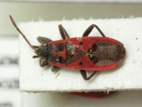 Melanocoryphus tristrami