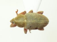 Tychius