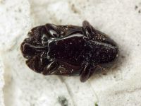 Platylomalus complanatus