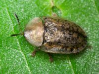 Cassida (Cassida) nebulosa