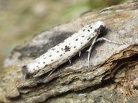 Yponomeuta plumbella