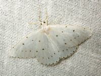 Orthostixis cribraria