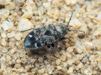 Pionosomus opacellus