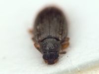 Melanophthalma