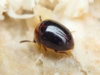 Agathidium nigripenne