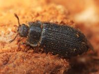 Grynocharis oblonga