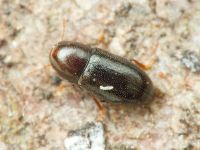Orthocis perrisi