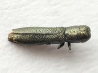 Buprestidae