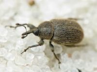 Rhinusa tetra