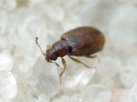 Cortinicara gibbosa