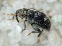Orchestes (Alyctus) rusci
