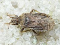 Bathysolen nubilus