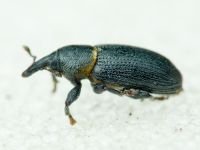 Mecinus collaris