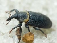 Mecinus collaris
