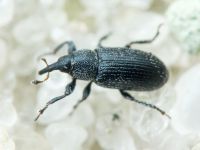 Gymnetron melanarium