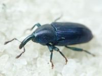 Aulacobaris picicornis