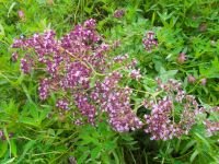 Origanum vulgare