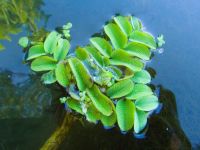 Salvinia natans
