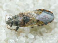 Heterogaster