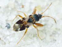 Scolopostethus