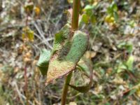 Hylotelephium ruprechtii