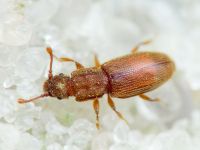 Monotoma quadrifoveolata