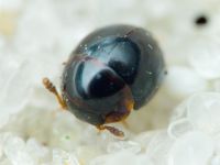 Leiodidae