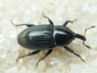 Melanobaris laticollis