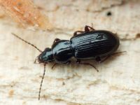 Pterostichus (Phonias)