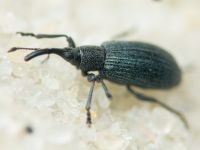 Stenopterapion (Stenopterapion) meliloti