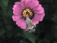 Macroglossum stellatarum