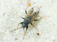 Heterogaster