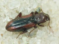 Bothrideres bipunctatus