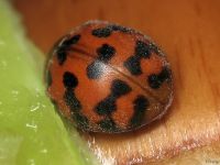 Subcoccinella vigintiquatuorpunctata