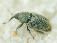 Sibinia (Sibinia) subelliptica