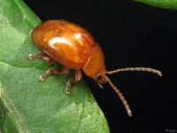 Sphaeroderma testaceum