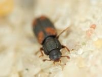 Bitoma crenata