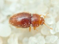 Mycetaea subterranea