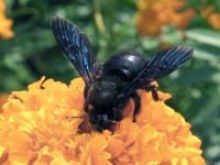 Xylocopa violacea