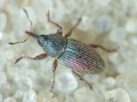 Curculionidae