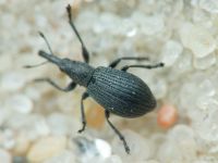 Apioninae